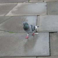 Feral Pigeon